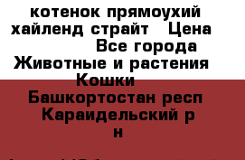 котенок прямоухий  хайленд страйт › Цена ­ 10 000 - Все города Животные и растения » Кошки   . Башкортостан респ.,Караидельский р-н